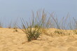 © shimon - Sand dune on the shores of the Mediterranean Sea in northern Israel.