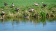 Ente, Enten in der Landschaft, Enten am Wasser