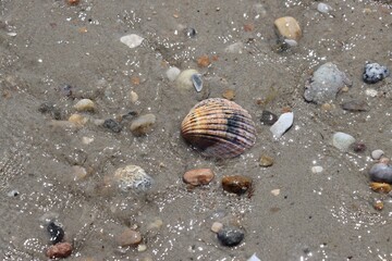 Wall Mural - shell on the beach