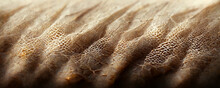 Close Up Of Molting Snake Skin Texture