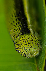 Wall Mural - grass yellow butterfly caterpillar