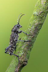 a longhorn beetle - Xylotrechus rusticus