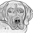 Illustrated silhouette of Great Dane breed dog head lying on side, pet, loyal friend, companionship, man's best friend