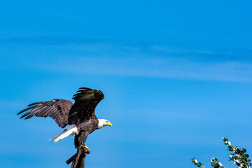 Sticker - Young bald eagle (Haliaeetus leucocephalus) also known as white-headed or white-tailed eagle, sea eagle or American eagle