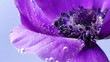 Leinwandbild Motiv Delicate gray background.Stock footage.A bright purple flower in macro photography that is located in the water and bubbles are moving away from it.
