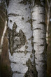 Stamm einer Birke mit typischer weißer Rinde in einem Wald in Deutschland