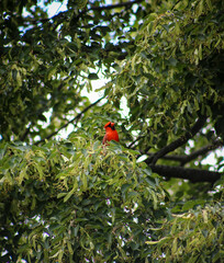 Wall Mural - Cardinal in a Tree