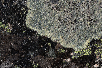 Wall Mural - Natural texture of a stone covered with lichen. Lichenes patterns on a rock surface. Natural background. Closeup top view. The nature of the Arctic. Polar region.