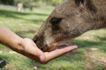 A Visitor Feeds One Of The Kangaroos That Roam Free In A Park In Sydney, Australia