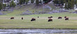 Herd of Bison by the river eating grass in American Landscape. Yellowstone National Park. United States. Nature Background.