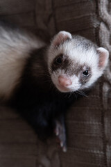 Wall Mural - Domestic ferret look up concept. Exotic pet care concept. Isolated on background