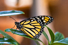 Endangered Monarch Butterfly On A Milkweed Leaf