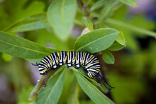 Monarch Caterpillar On A Milkweed Leaf