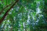 Fototapeta Na ścianę - trees in the forest