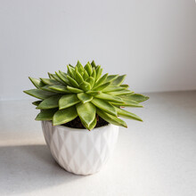 Echeveria In A Beautiful Ceramic Pot On A Beige Table In The Kitchen As An Interior Decoration. Place For Text. Copy Space
