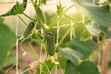 Trellises With Cucumbers Tied To Them, A Harvest Of Fresh Cucumbers, A Vegetable Garden, A Banner