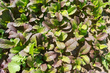 Leaves Of Green Or Purple Mustard In The Garden In The Sun