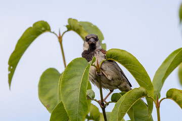 Canvas Print - The house sparrow (Passer domesticus)