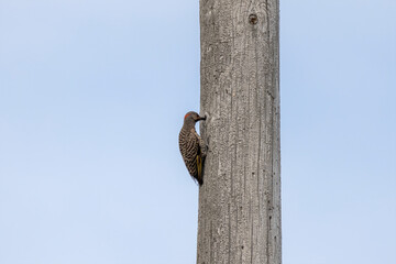 Wall Mural - The northern flicker. The young bird on the pole