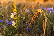 Selective Focus Of A Ripe Ear Of Wheat Among Blue Cornflowers And Other Flowers In A Field In The Golden Light Of A Sunset, Centaurea Cyanus In A Wheat Field, Background Image, Warm Summer Evening