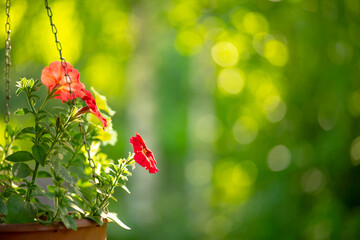 Hanging planters with red flowers in a summer house, artistically blurred background with a round bokeh. Green summer background for text. Country holidays.