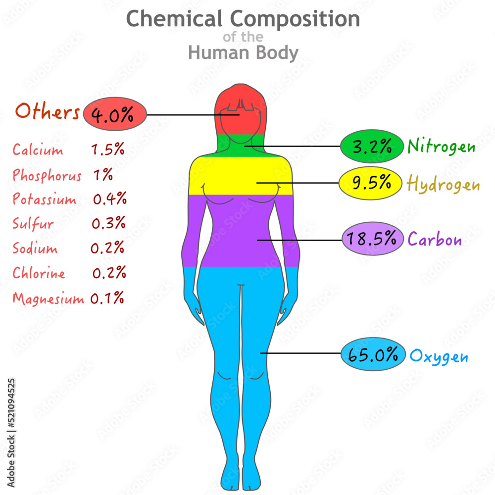 Chemical composition. Elements in human body. Percent ratios of oxygen, carbon, hydrogen nitrogen. Calcium phosphorus potassium sulfur sodium chlorine magnesium. Woman, female silhouette chart. Vector