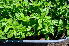 Fresh Basil Growing In A Garden On A Sunny Summer Day, Herbs For Cooking
