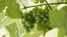 Unripe Bunch Of Grapes. Green Young Sprout Of Grapes Slowly Sways In The Wind By Early Spring. Ripening Small Branch Of Grapes, Young Inflorescence. Newly Formed Bunches Of Baby Grapes
