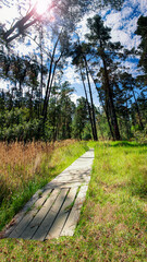 Wall Mural - Strawberry Canyon Path