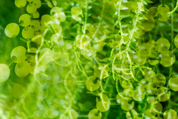 Wall Mural - green leave in nature with chemical molecular structure biological science background