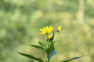 Wall Mural - Yellow wild flower