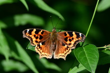Comma Butterfly Sits On A Leaf At The Edge Of A Forest