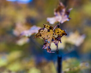 autumn leaves on the tree