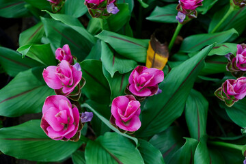 Siam tulip flower blooming against green leaf