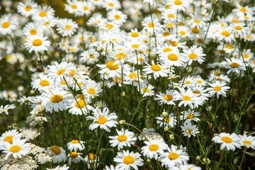 Poster - Beautiful daisies in the valley