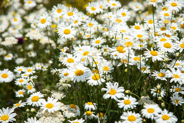 Poster - Beautiful daisies in the valley