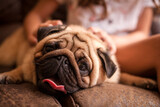 Fototapeta  - Filhote de cachorro da raça pug deitado no sofá com a língua pra fora.