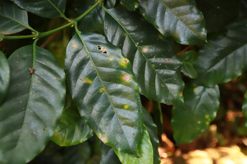 Plant disease of coffee leaf  in farm with Researcher.coffee plantation.harvesting Robusta and arabica  coffee berries by agriculturist hands,Worker Harvest arabica coffee berries on its branch.