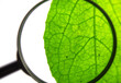 Leinwandbild Motiv Green natural leaf through a magnifying glass on a blurred background. plant research concept. Natural plants, close-up of leaf vein.