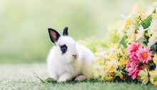 Lovely Bunny Easter Fluffy Baby Rabbit With A Basket Full Of Colorful Flowers And Easter Eggs On Green Garden Nature Background On Warmimg Day. Symbol Of Easter Day Festival.