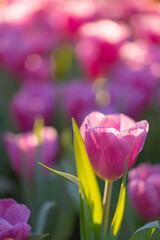 Wall Mural - red white tulip flower in close up