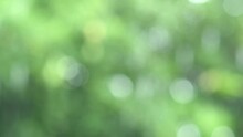 Blur Raining With Beautiful Green White Soft Bokeh Abstract Background For Rainy Season, Springtime, Health Concept.