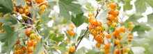 Ripe Yellow Currant In The Home Garden. Fresh Bouquet Of Natural Fruits Growing On A Branch In A Farm. Close-up. Organic Farming, Healthy Food, BIO Products, Return To Nature Concept. Photo Banner.