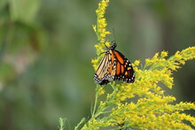 Monarch Butterfly On Goldenrod