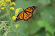 monarch butterfly on goldenrod