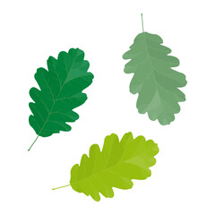 Wall Mural - Vector illustration of oak leaves isolated on background.