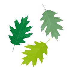 Wall Mural - Vector illustration of red oak leaves isolated on background.
