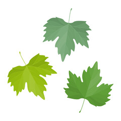 Wall Mural - Vector illustration of green maple leaves isolated on background.