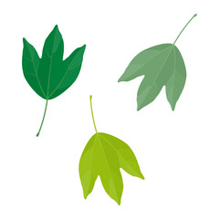 Wall Mural - Vector illustration of trident maple leaves isolated on background.