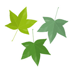 Wall Mural - Vector illustration of sweet gum tree leaves isolated on background.